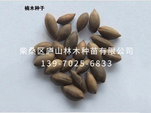 楠木種子